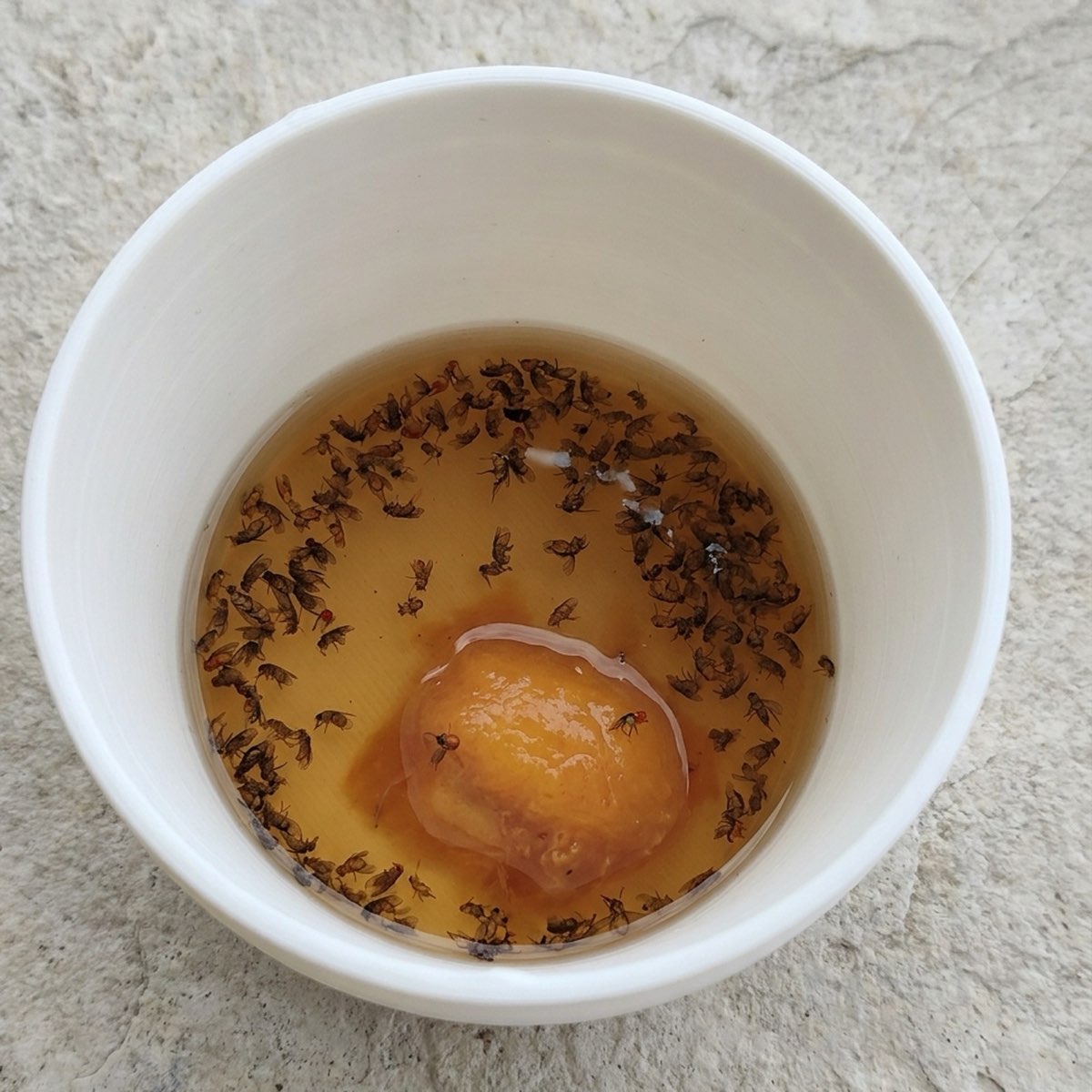 Looking down into a white cup of cider vinegar with a piece of ripe peach in it and dozens of drowned fruit flies floating across the surface.