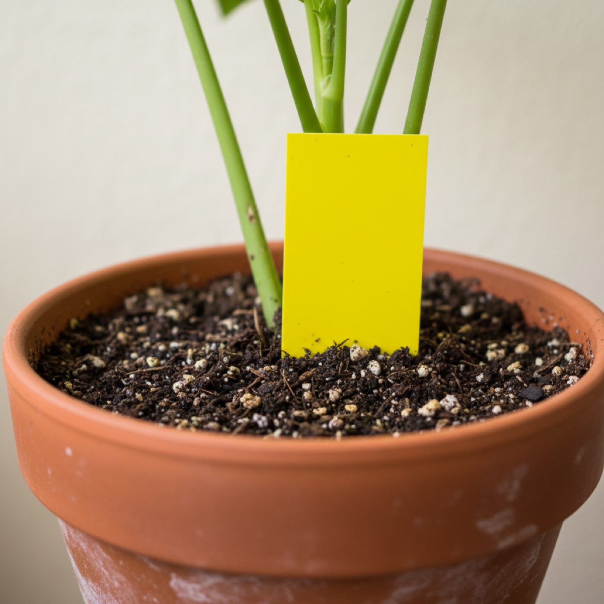 A plain yellow sticky card pushed upright into the dark compost of a houseplant in a terracotta pot.